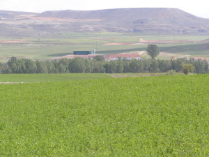 Alfalfa para pastoreo