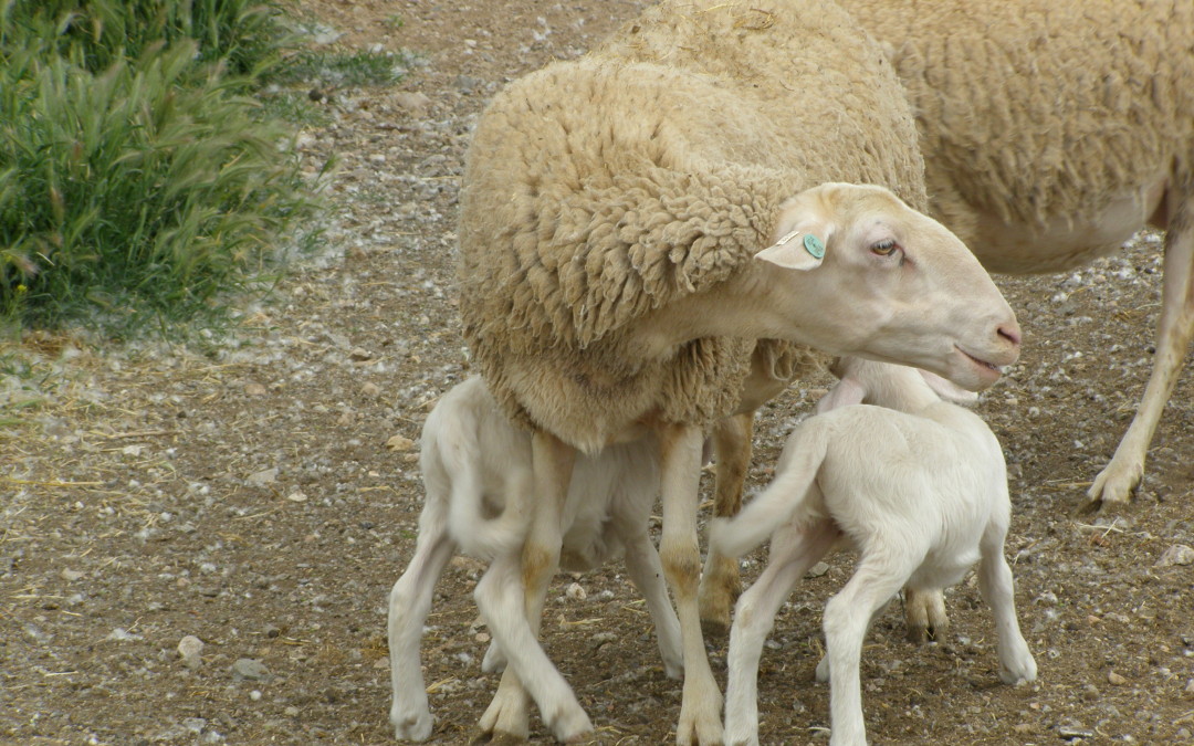 Concedidas las ayudas de la DPT para la mejora ovina en la provincia
