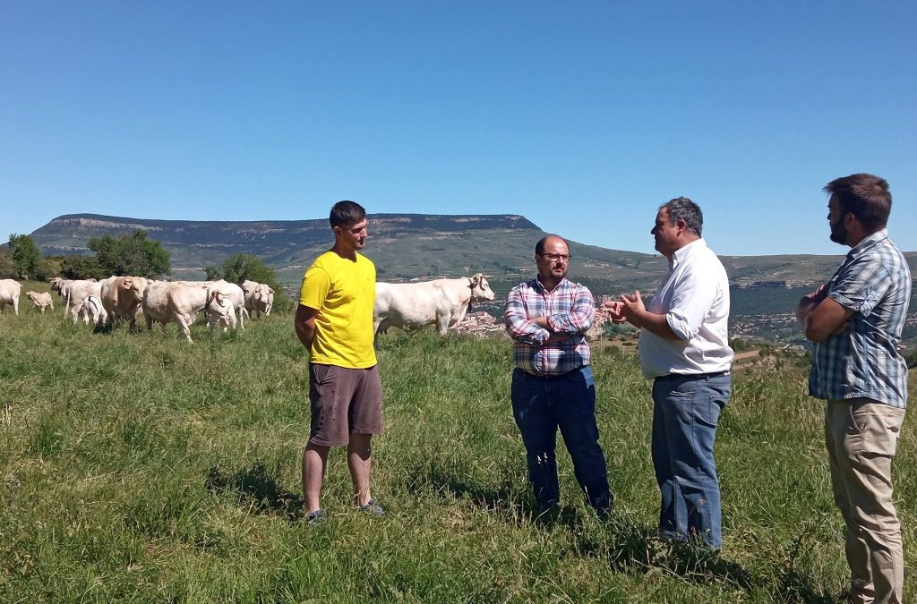 Un centenar de ganaderos de vacuno del Maestrazgo trabajan con la DPT para mejorar la rentabilidad de sus explotaciones