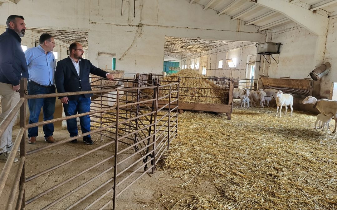 Un rebaño de medio millar de ovejas y centros de inseminación y recría para apoyar al ovino de Teruel