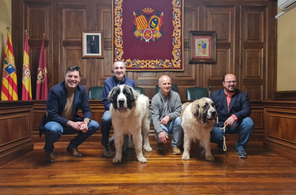 70 perros participan en la XLIII Exposición Monográfica del Mastín del Pirineo que se celebra el 11 de marzo en Teruel